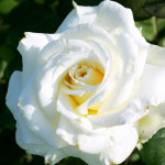 Миниатюра 3. Роза 