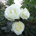 Миниатюра 4. Роза 