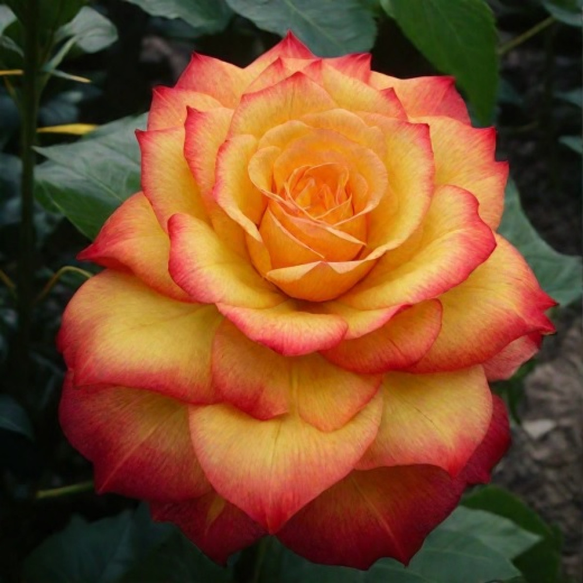 Роза Circus в каталоге СЦ Корекозево