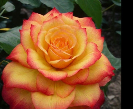 Роза Circus в каталоге СЦ Корекозево