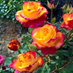 Миниатюра 2. Роза 