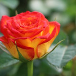 Миниатюра 3. Роза 