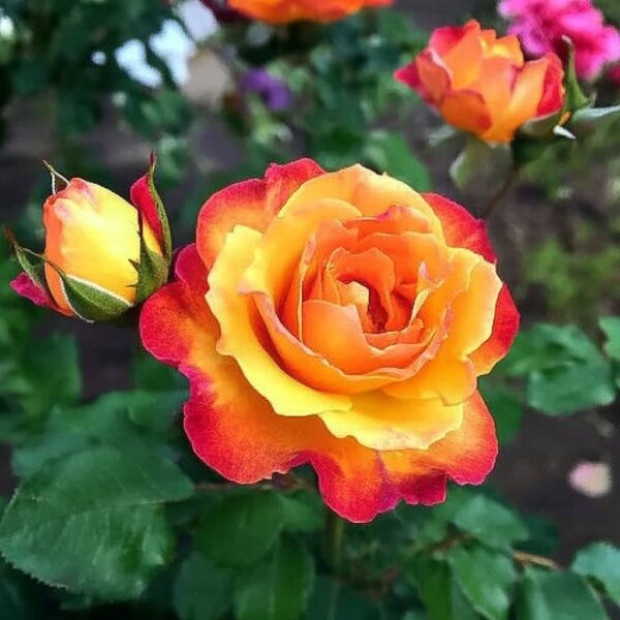 Фото 4. Роза 