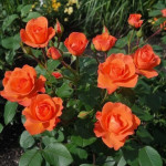 Миниатюра 1. Роза 