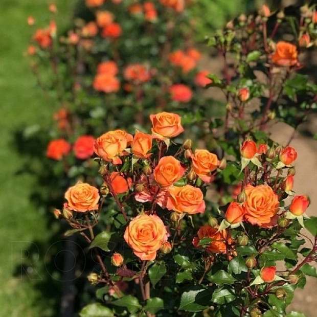 Фото 2. Роза 