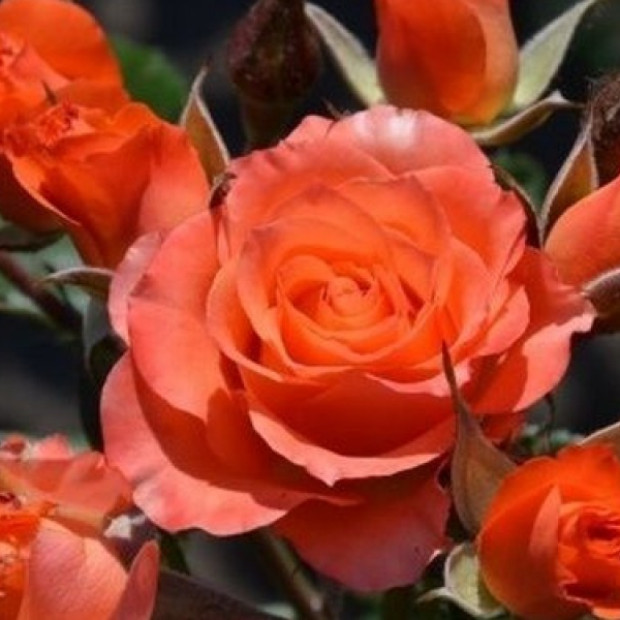 Фото 3. Роза 