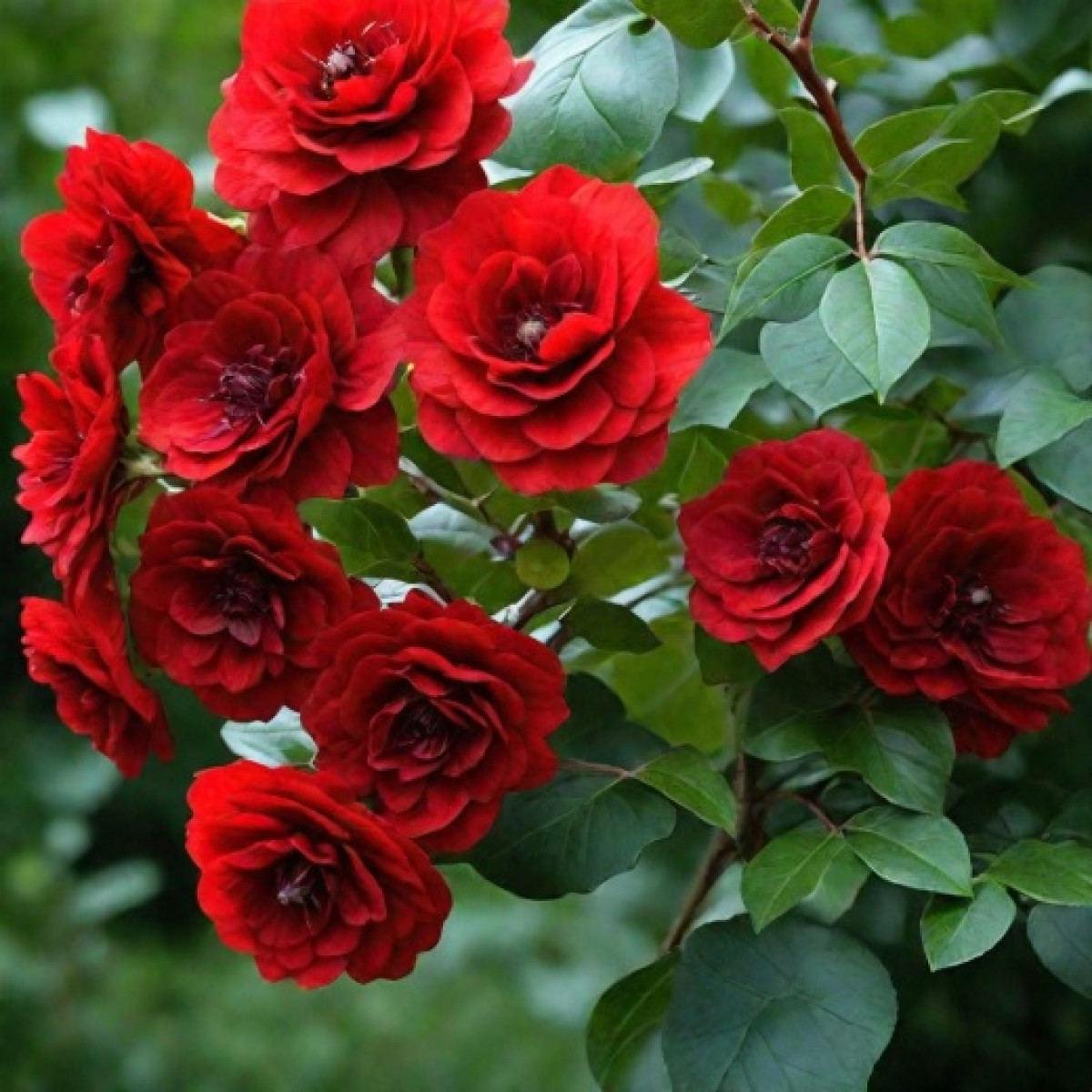 Роза Santana в каталоге СЦ Корекозево