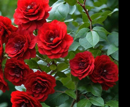 Роза Santana в каталоге СЦ Корекозево