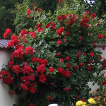 Миниатюра 3. Роза 