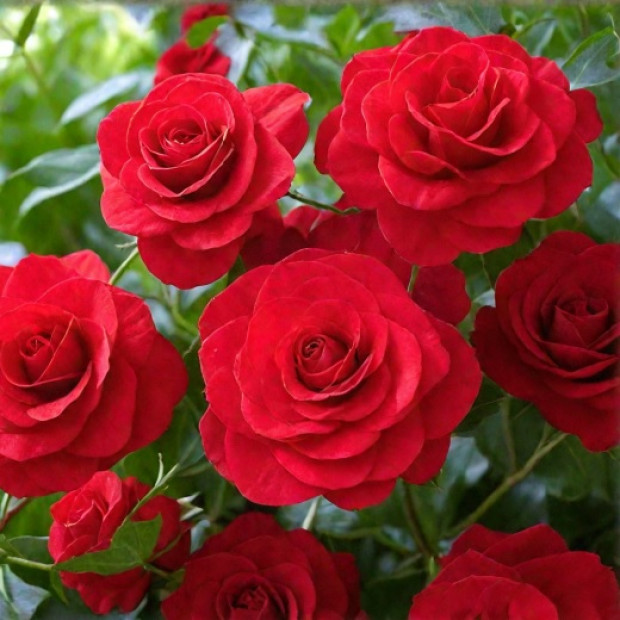 Фото 2. Роза 