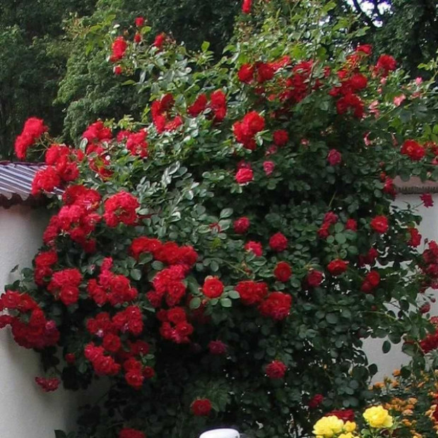 Фото 3. Роза 