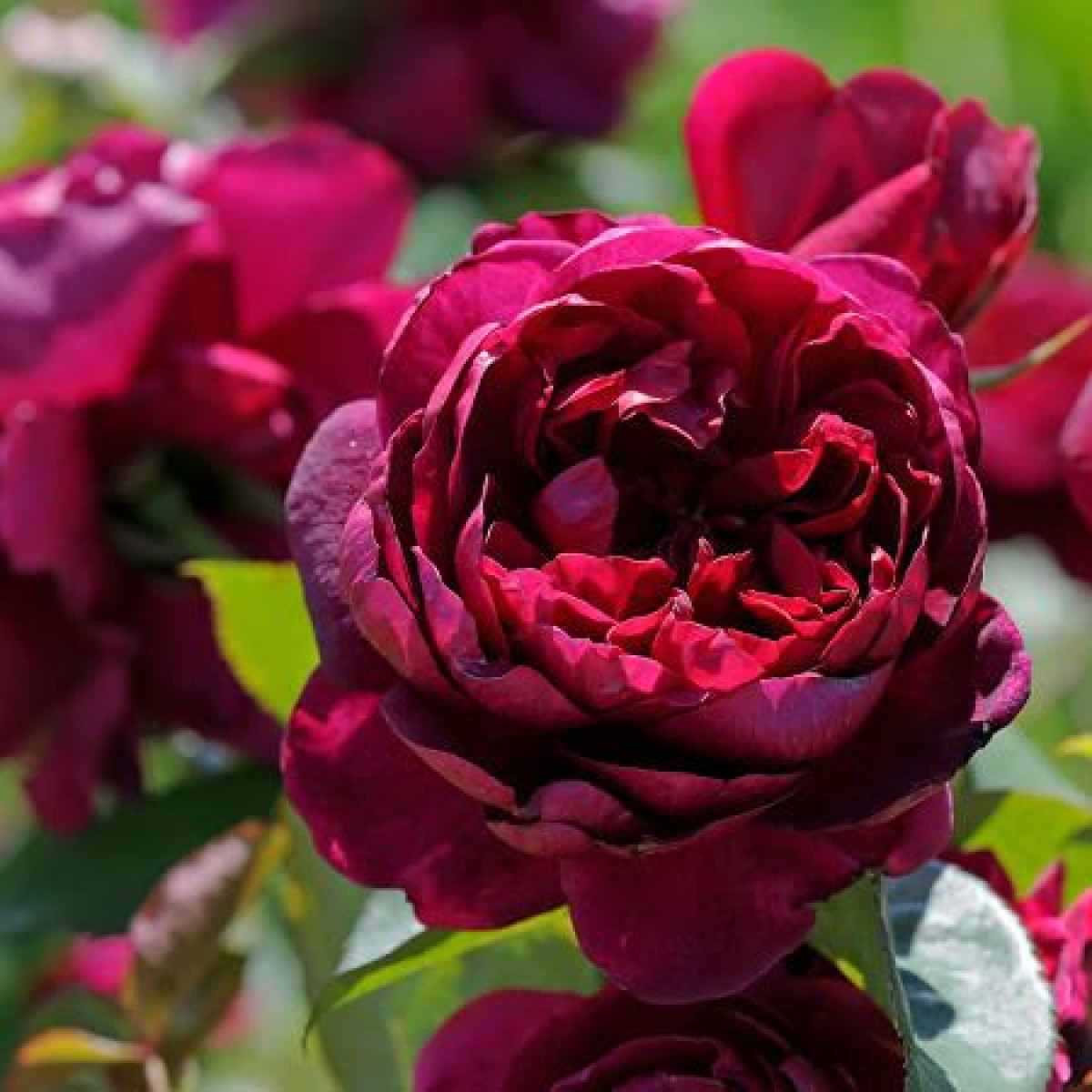 Роза Ascot в каталоге СЦ Корекозево