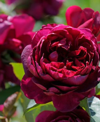 Роза Ascot в каталоге СЦ Корекозево