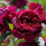 Миниатюра 1. Роза 