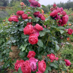 Миниатюра 3. Роза 