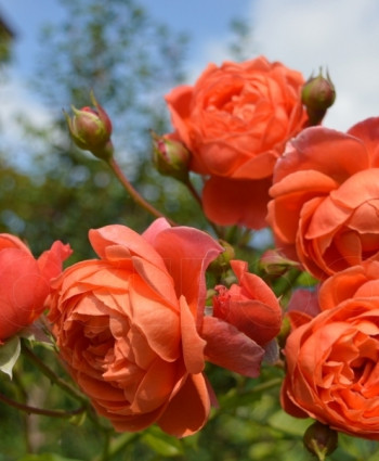 Роза Summer Song  в каталоге СЦ Корекозево