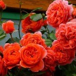 Миниатюра 3. Роза 