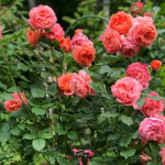 Миниатюра 4. Роза 