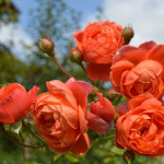 Миниатюра 1. Роза 