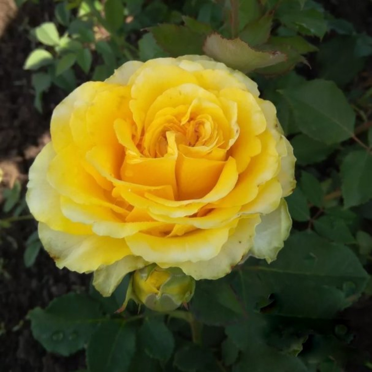 Роза Sphinx Gold в каталоге СЦ Корекозево