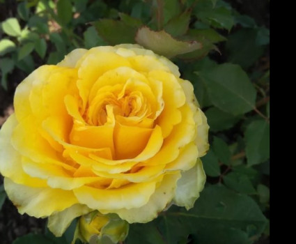 Роза Sphinx Gold в каталоге СЦ Корекозево