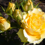 Миниатюра 2. Роза 