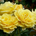 Миниатюра 4. Роза 