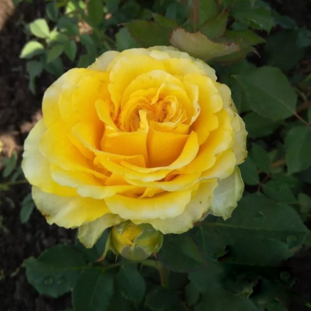 Фото 1. Роза 