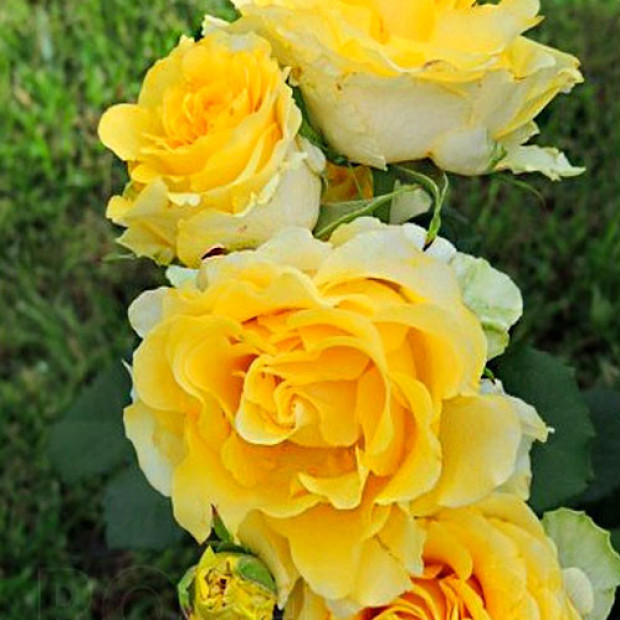 Фото 3. Роза 