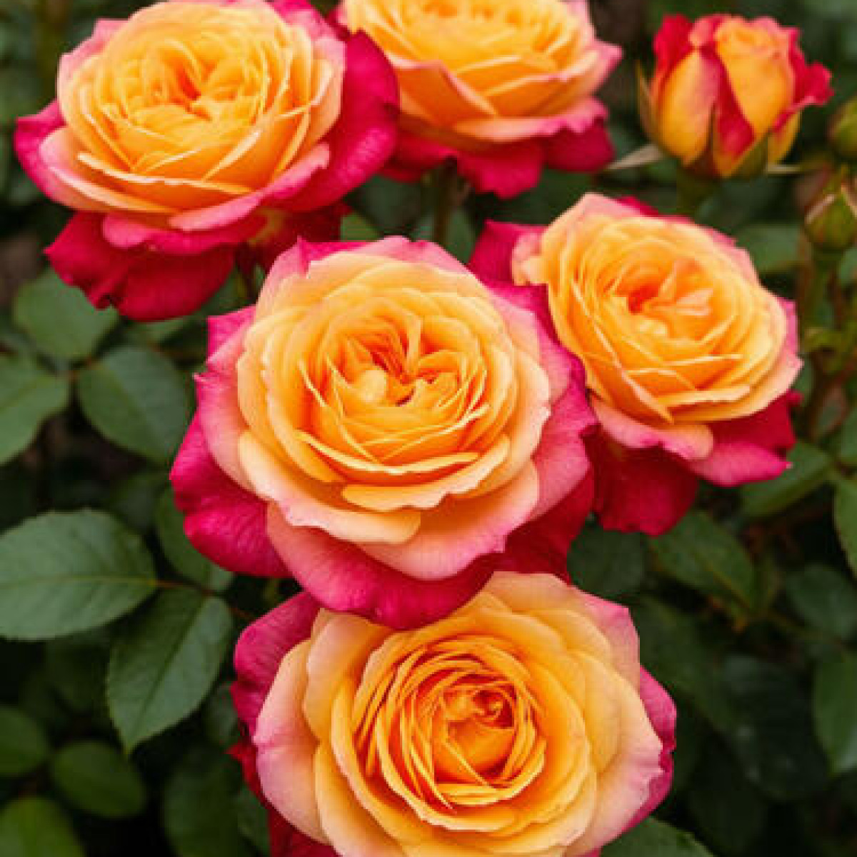 Роза Kordes’ Jubilee в каталоге СЦ Корекозево