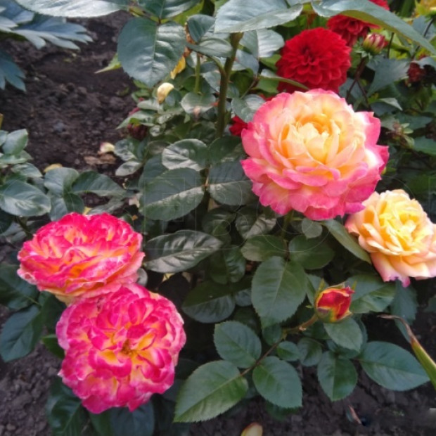 Фото 3. Роза 