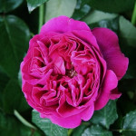 Миниатюра 2. Роза 