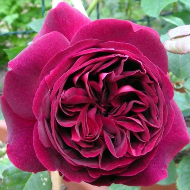 Фото 1. Роза 