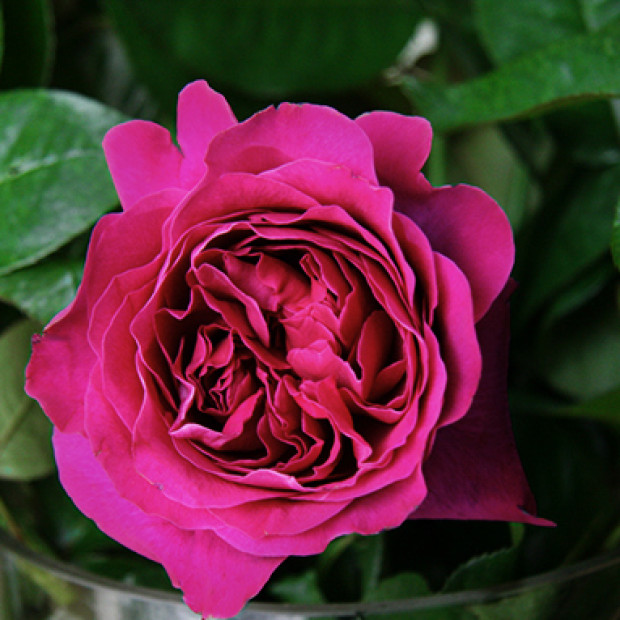 Фото 3. Роза 