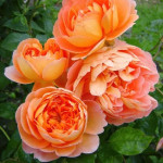 Миниатюра 3. Роза 