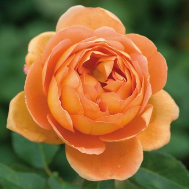 Фото 1. Роза 