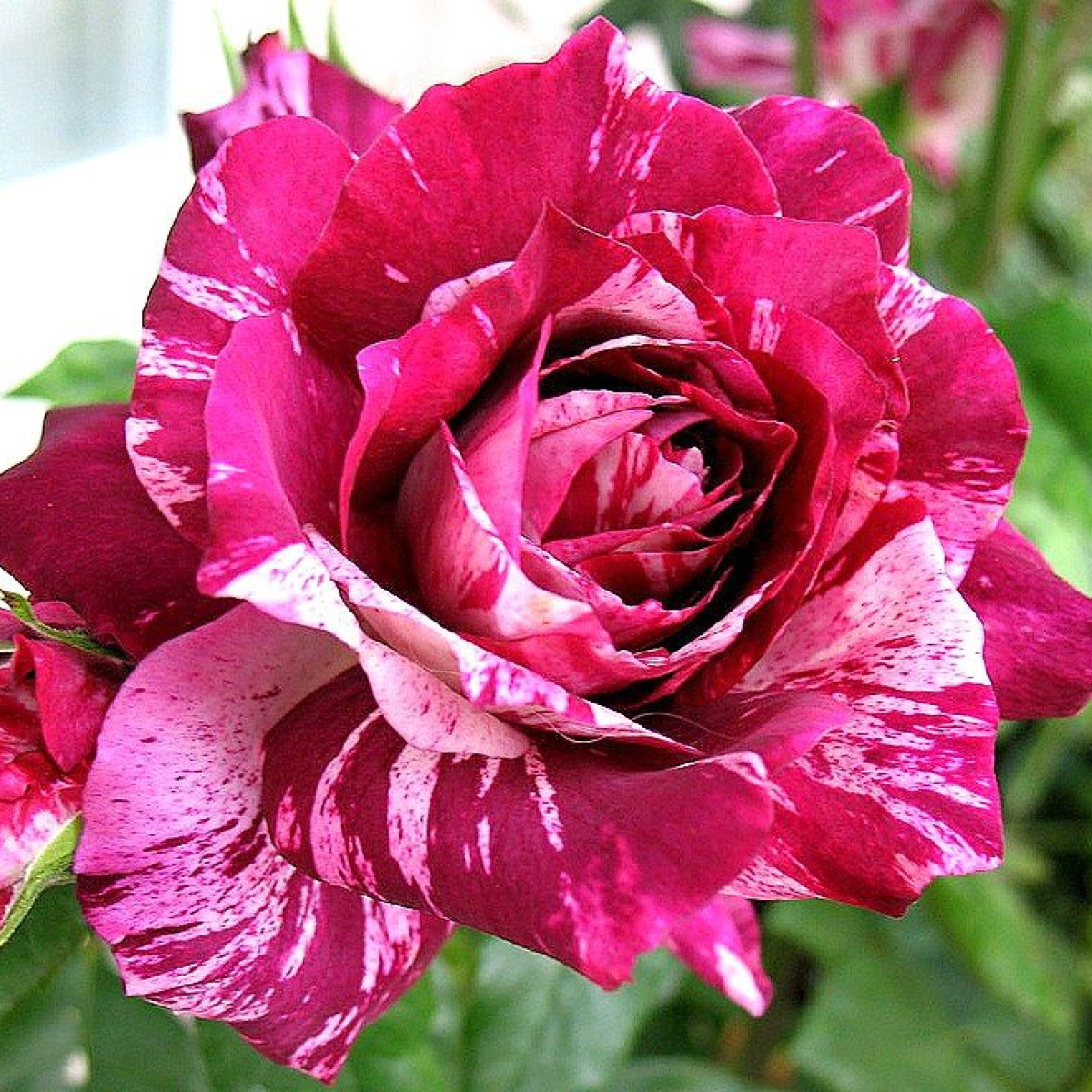 Роза Purple Tiger в каталоге СЦ Корекозево