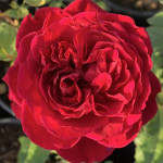 Миниатюра 1. Роза 