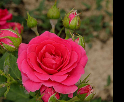 Роза Hi Ho в каталоге СЦ Корекозево