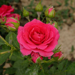 Миниатюра 1. Роза 