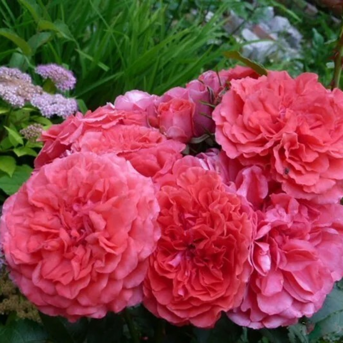 Роза Uetersens Rosenkonigin в каталоге СЦ Корекозево