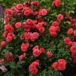 Миниатюра 3. Роза 