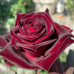 Миниатюра 1. Роза 