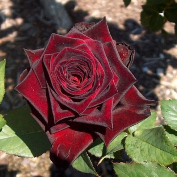 Фото 2. Роза 