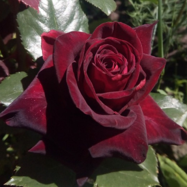 Фото 3. Роза 