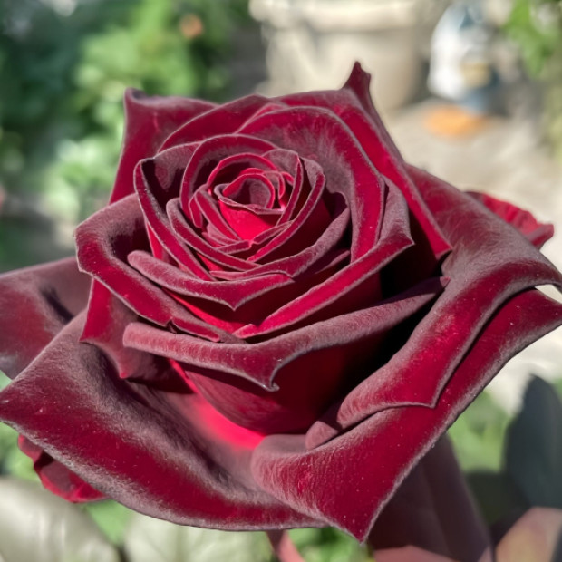 Фото 1. Роза 