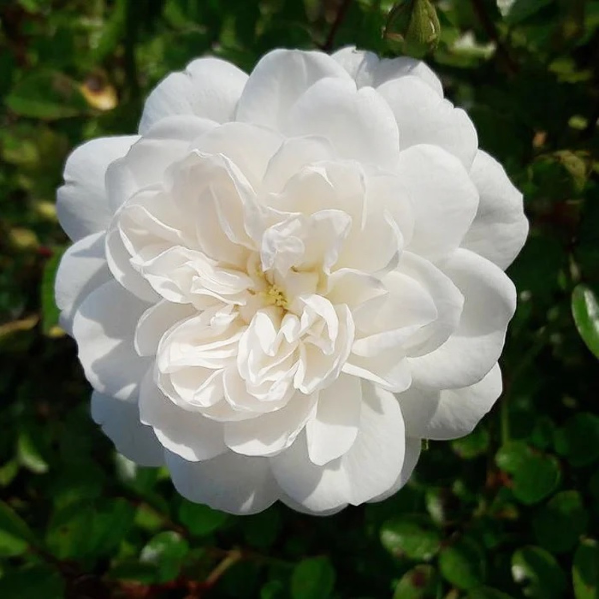 Роза Fis Klaim в каталоге СЦ Корекозево