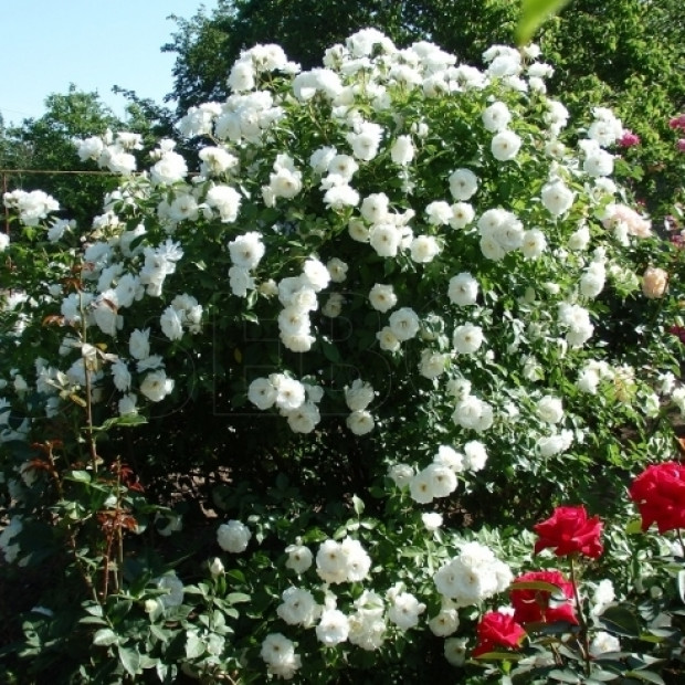 Фото 2. Роза 