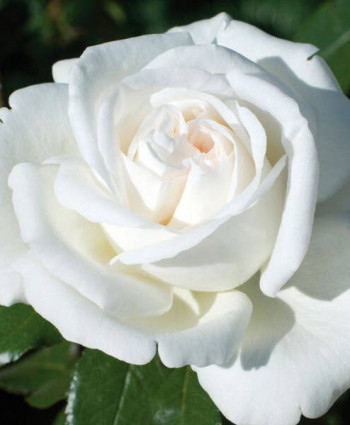 Роза White Bear в каталоге СЦ Корекозево