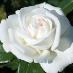 Миниатюра 1. Роза 